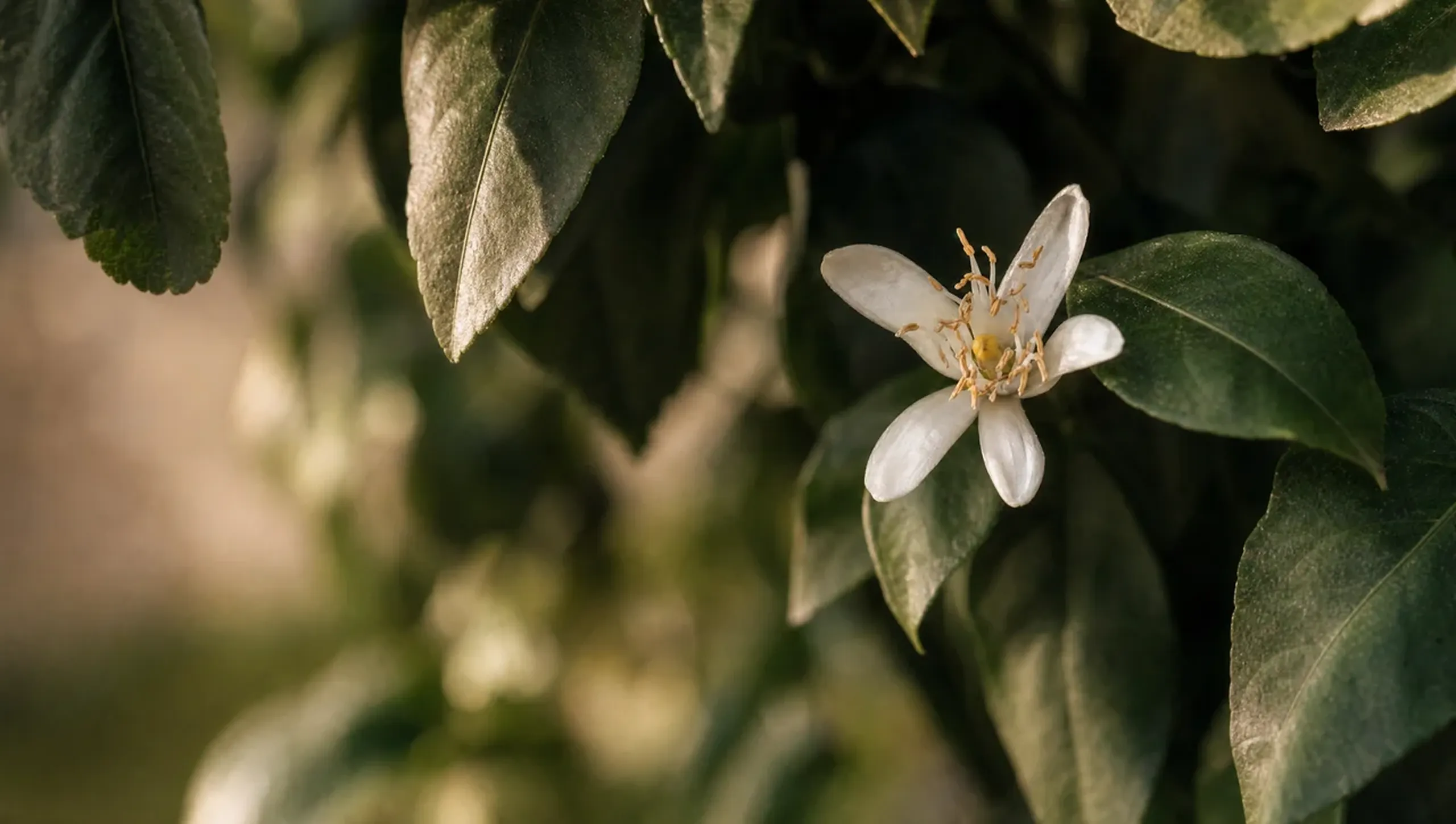 Citrus blossom in the estate orchard